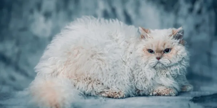 Toelettatura Selkirk Rex: Guida Completa per un Mantello Perfetto