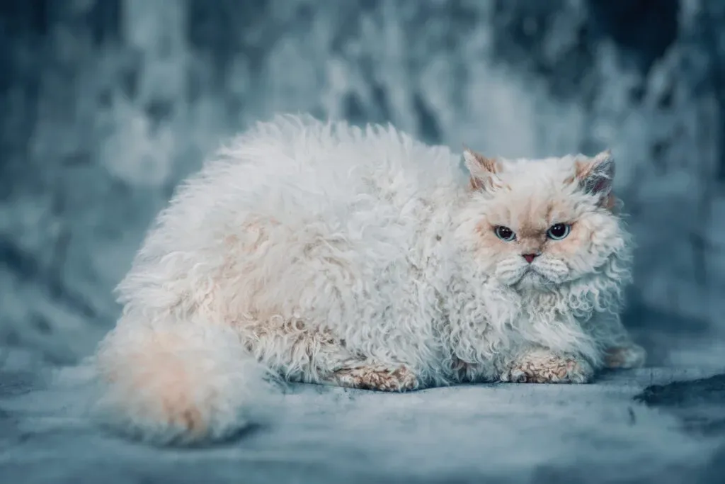 Selkirk Rex cat