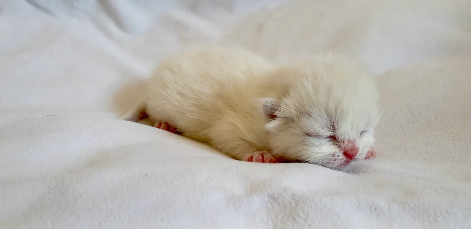 Gatto Selkirk Rex