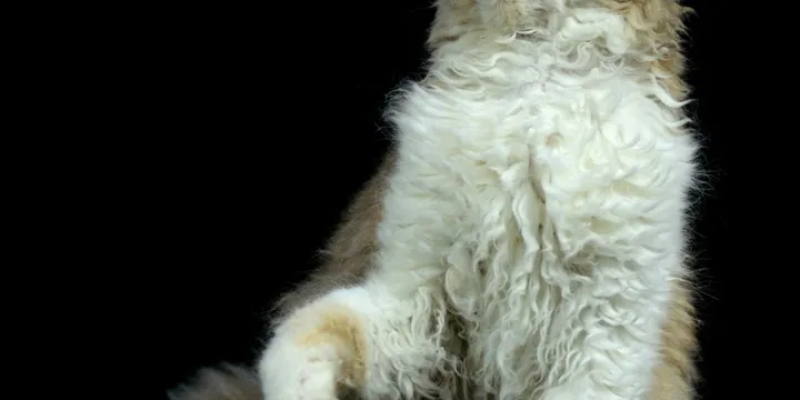 Adottare un Gatto di Razza Adulto: La Guida Completa