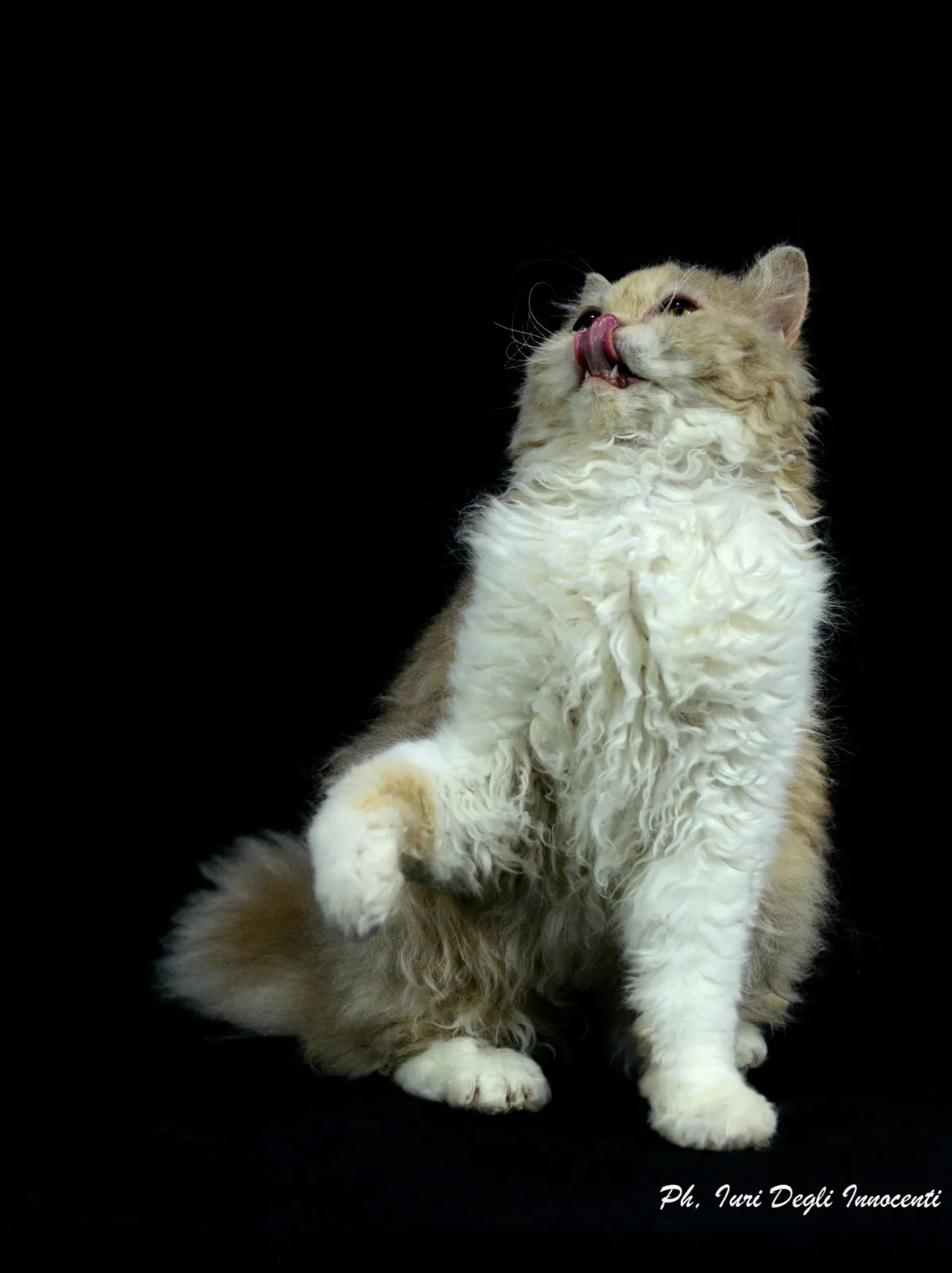 Adottare un Gatto di Razza Adulto: La Guida Completa