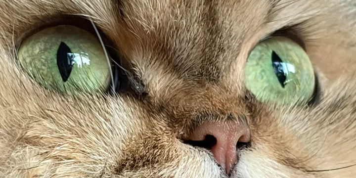 Selkirk Straight: La Dolce Eleganza del Gatto a Pelo Liscio