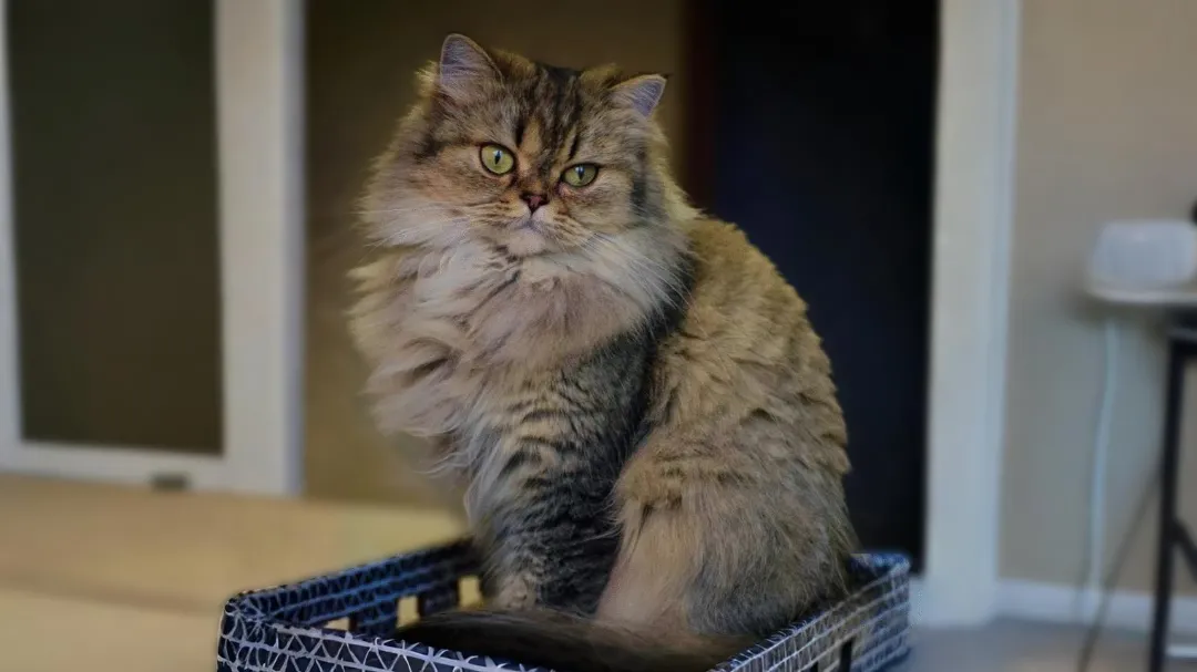 Selkirk Straight cat