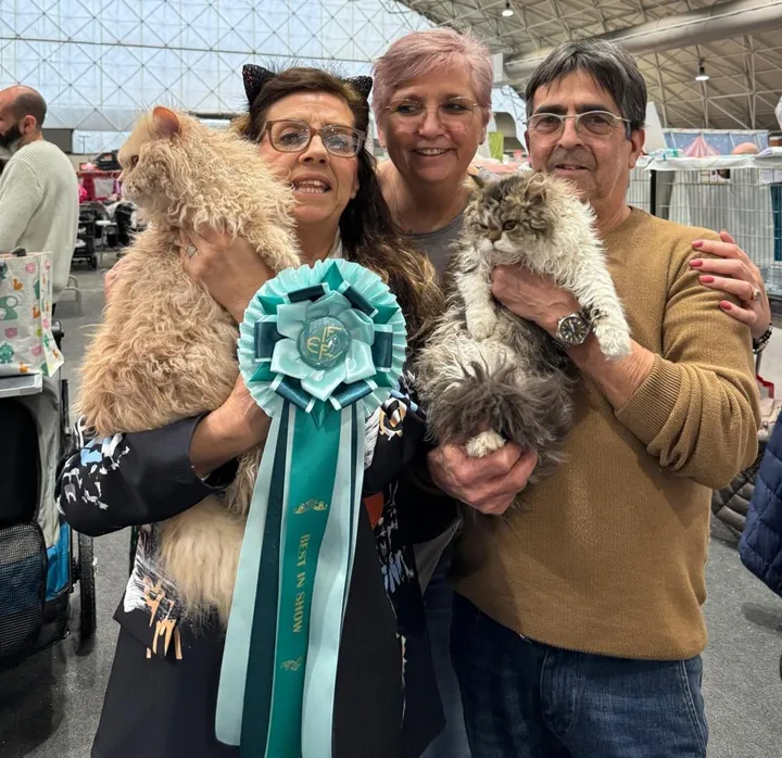 Guida Completa all'Adozione di un Gatto di Razza: La Tua Scelta Consapevole con Aspera Basia