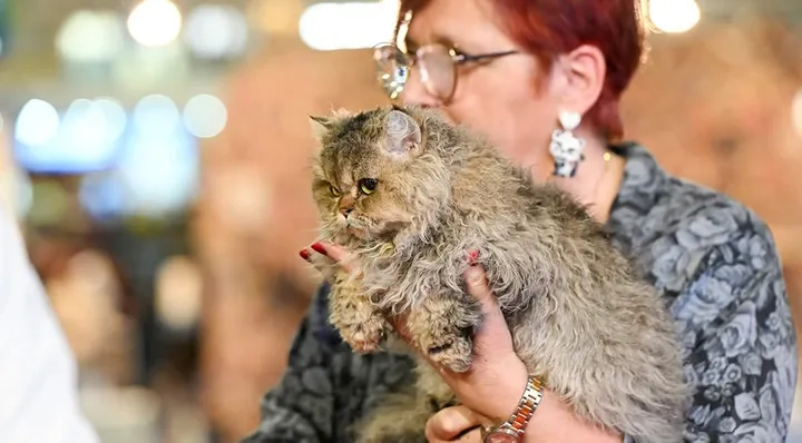 Aspera Basia Mariposa