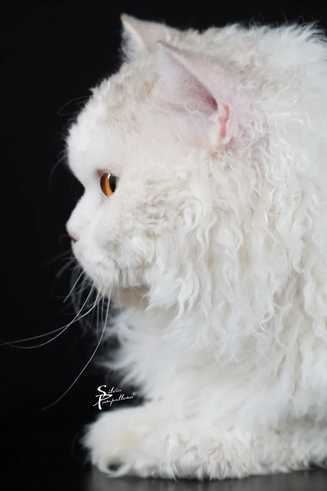 Selkirk Rex Cat