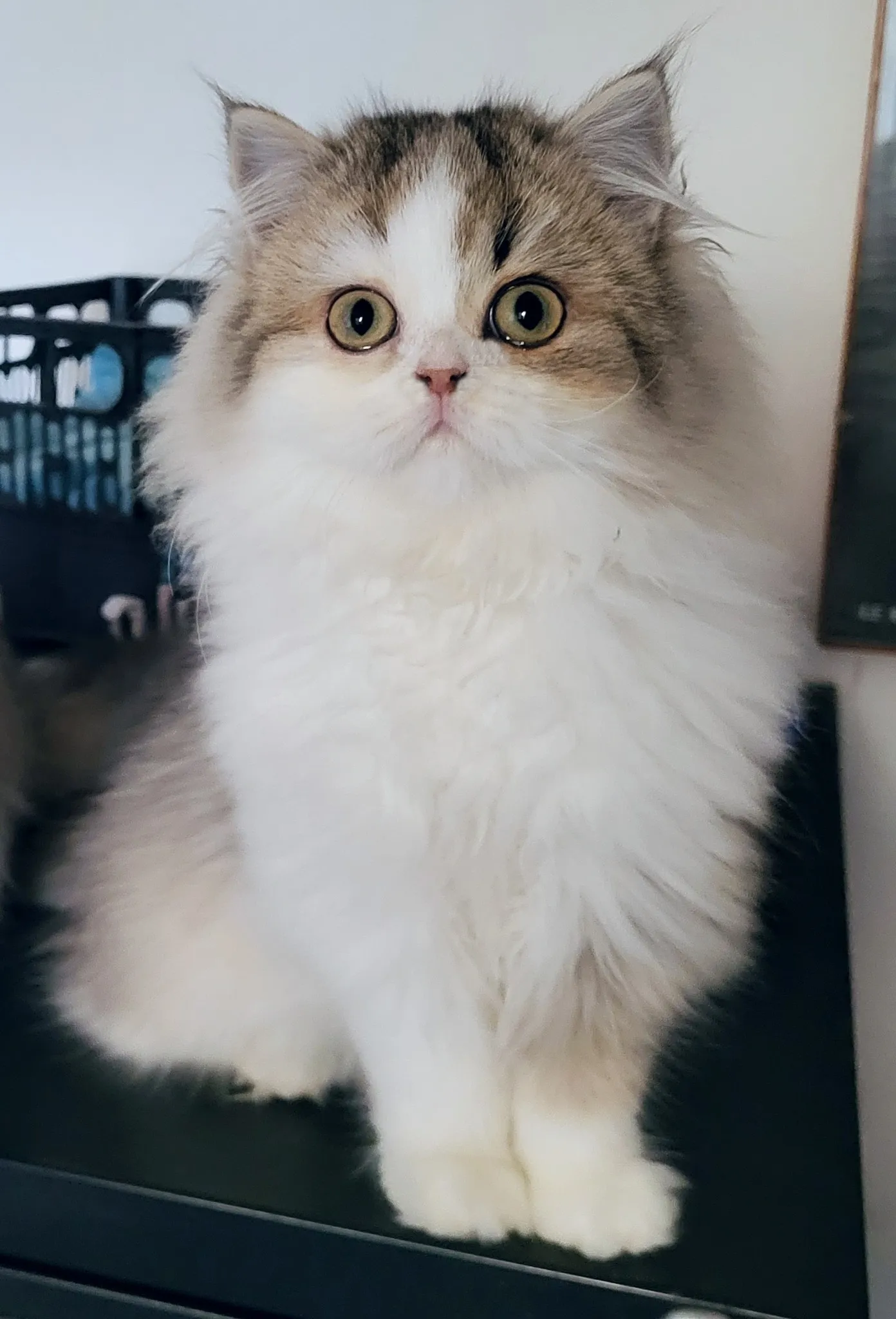 Alt Text: Un Selkirk Straight che guarda incuriosito, mostrando un mantello lucido e curato.