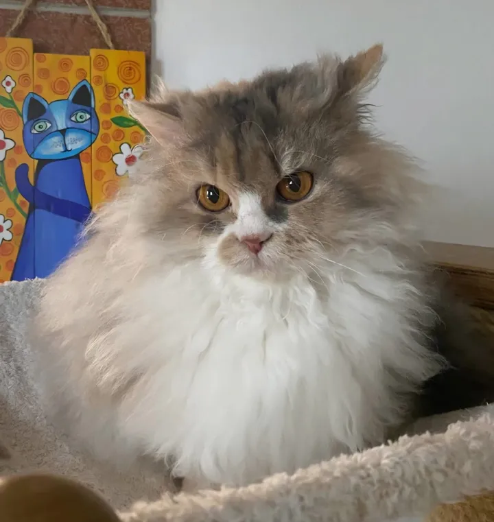 SI* Rexenia Costum Made Frida 