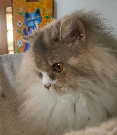 Image for SI* Rexenia Costum Made Frida  3