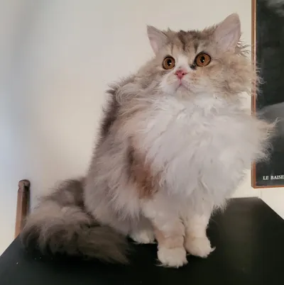 Image for SI* Rexenia Costum Made Frida  5