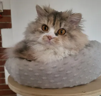 Image for SI* Rexenia Costum Made Frida  7