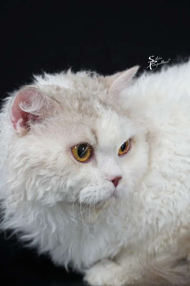 SI* Rexenia Day Dreamer