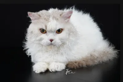 Image for SI* Rexenia Day Dreamer 2