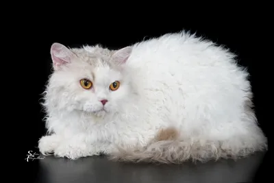 Image for SI* Rexenia Day Dreamer 4