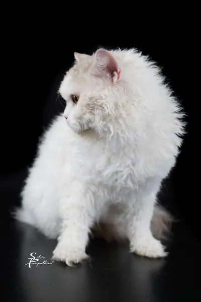 Image for SI* Rexenia Day Dreamer 5