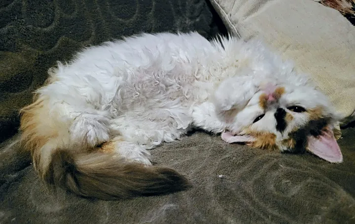 Image 1 for Toscane De Terra De Catoun