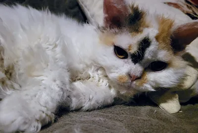 Image for Toscane De Terra De Catoun 2