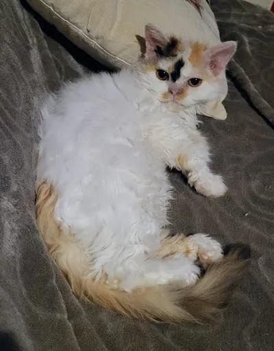 Image for Toscane De Terra De Catoun 3