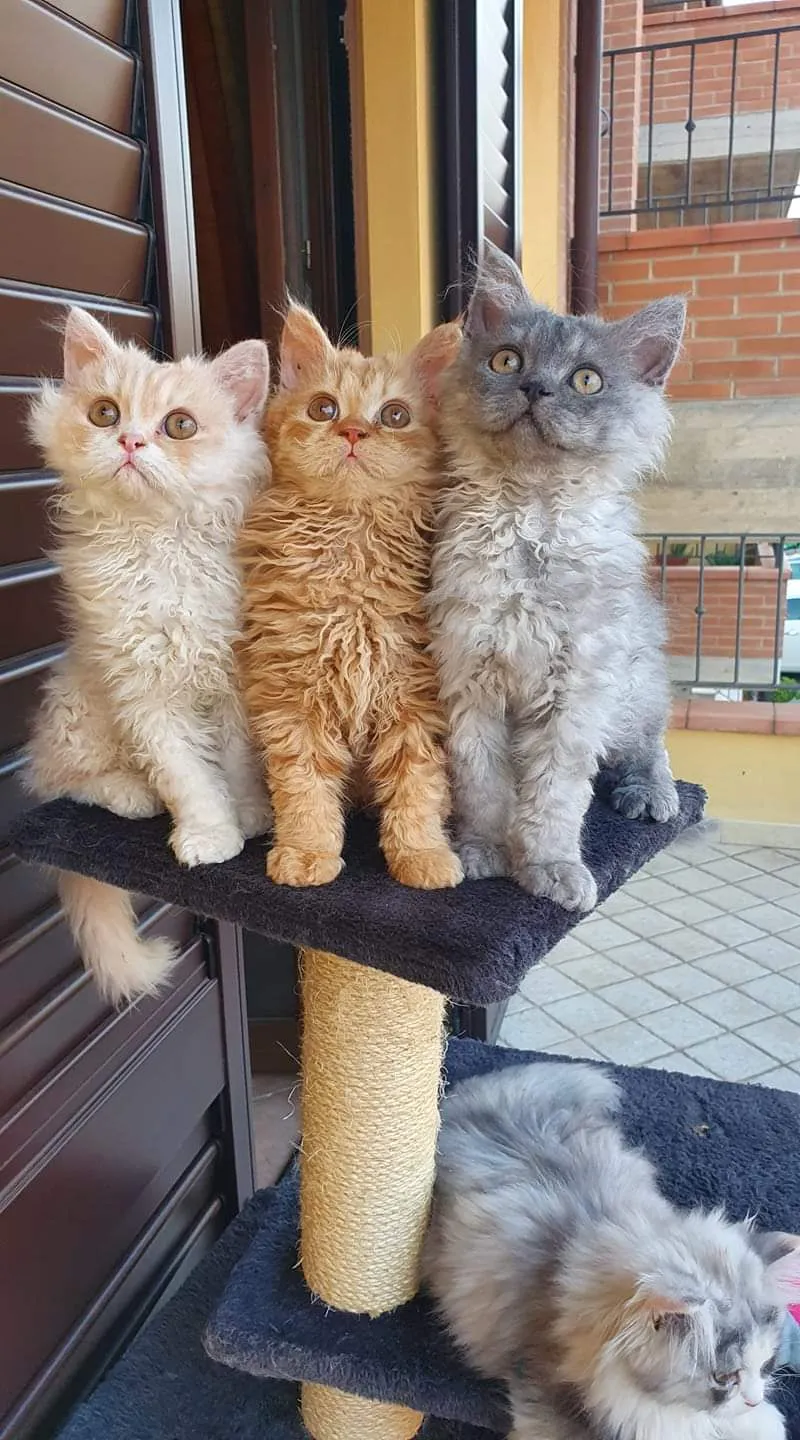 tre cuccioli selkirk rex e un cucciolo selkirk straight che si rilassano a casa sul proprio tiragraffi.